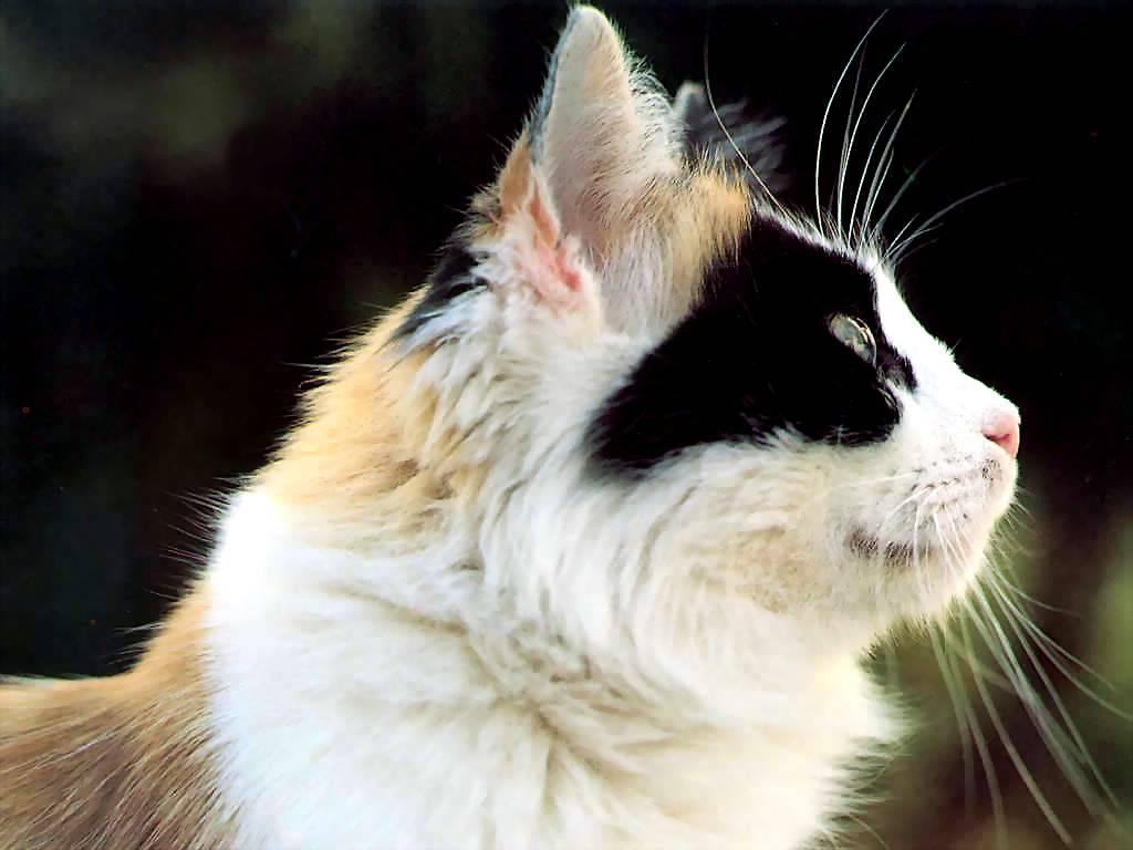 Gatti (219)
